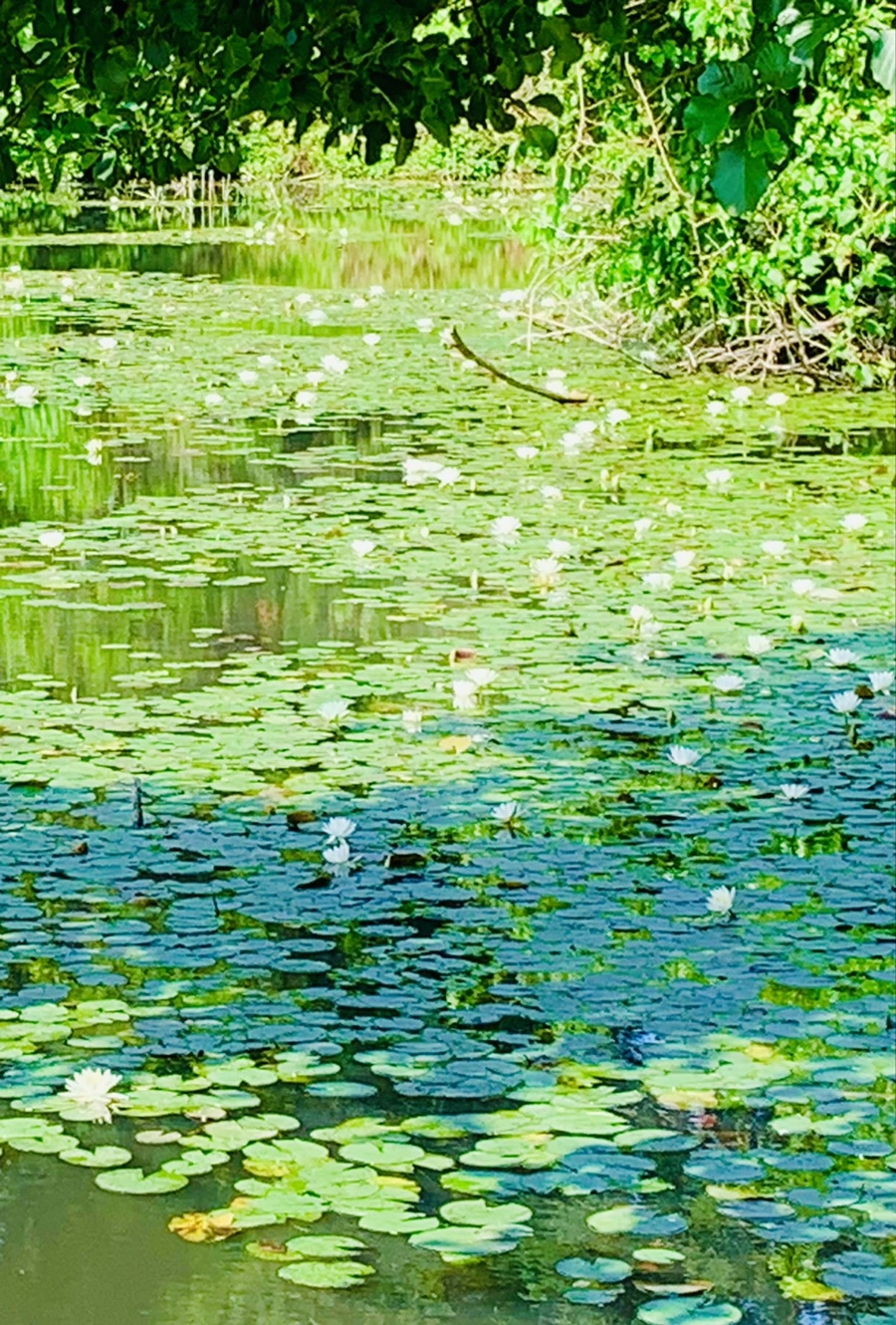 IMG_1308.jpg?type=w966