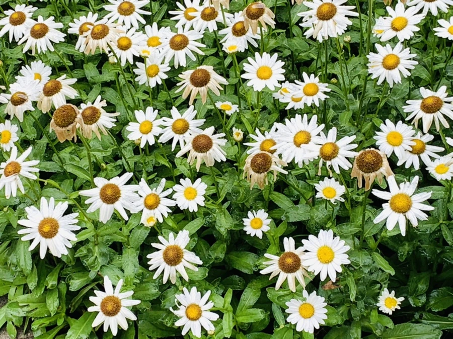 IMG_0171.jpg?type=w966