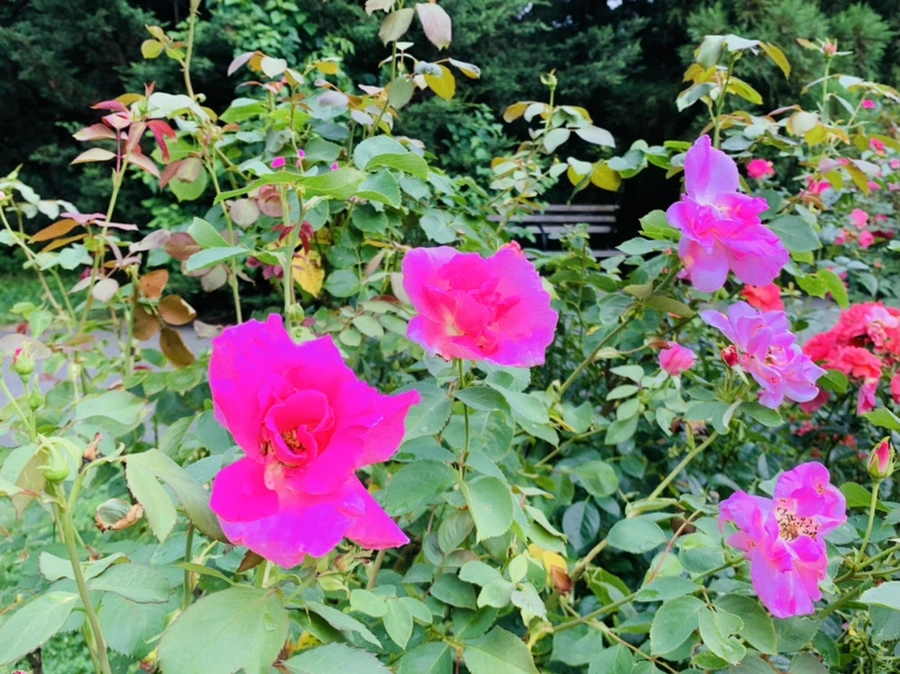 IMG_8691.jpg?type=w966