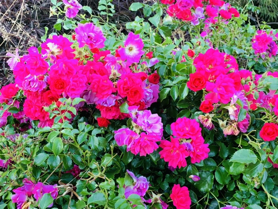 IMG_4775.jpg?type=w966