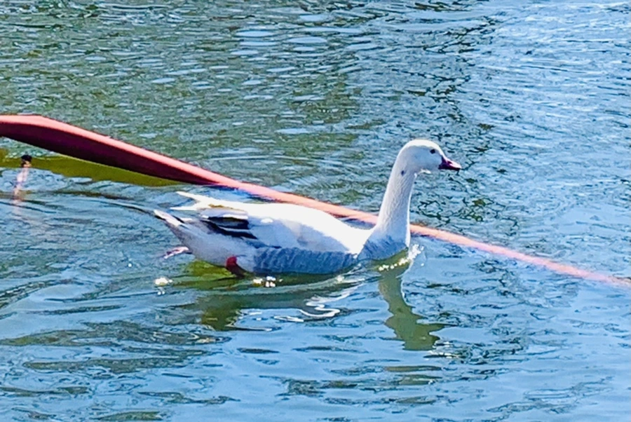 IMG_8890.jpg?type=w966