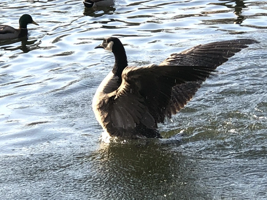 IMG_2849.jpg?type=w966