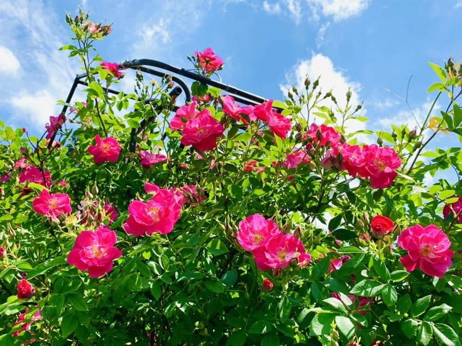 IMG_5863.jpg?type=w966