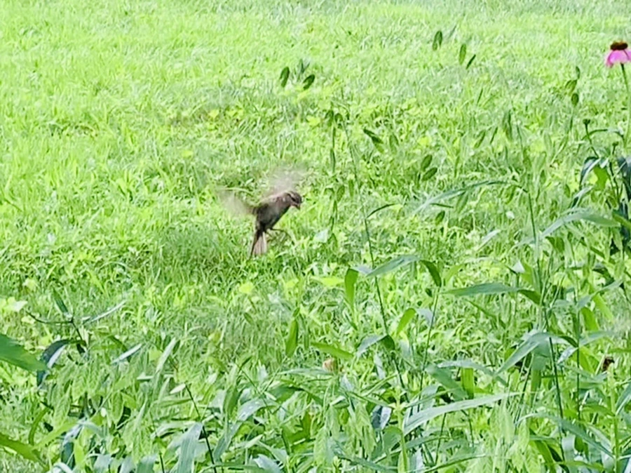 IMG_1016.jpg?type=w966