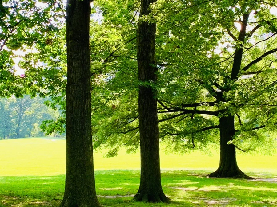 IMG_3405.jpg?type=w966