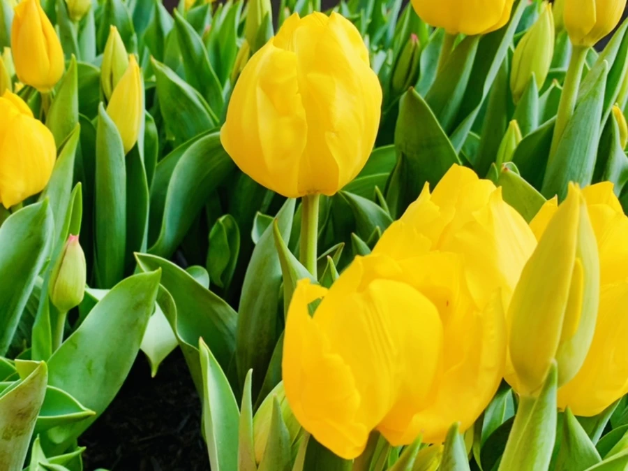 IMG_4653.jpg?type=w966