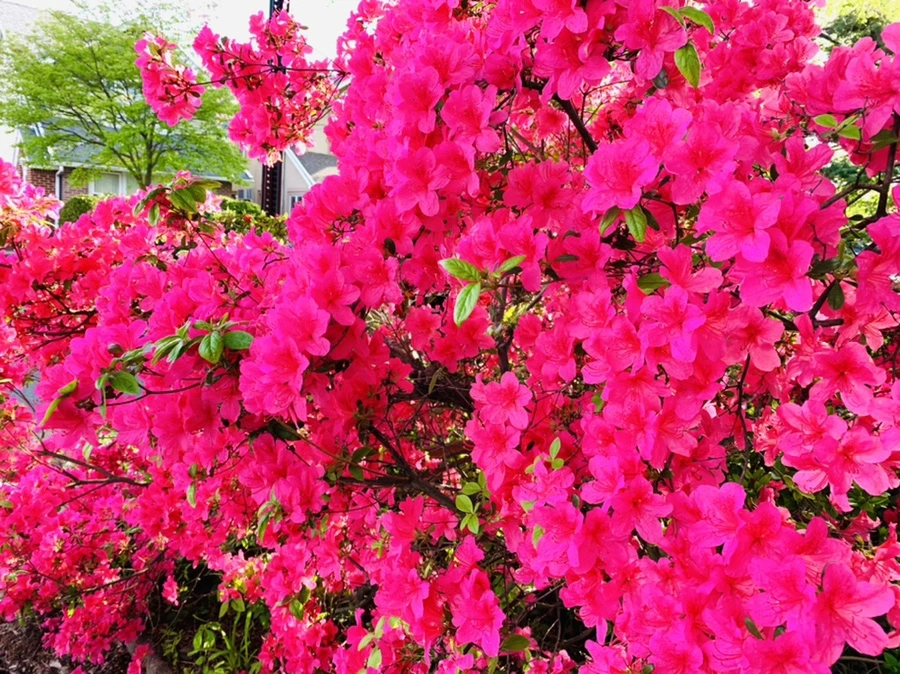 IMG_1035.jpg?type=w966