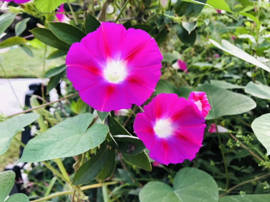 IMG_0187.jpg?type=w966