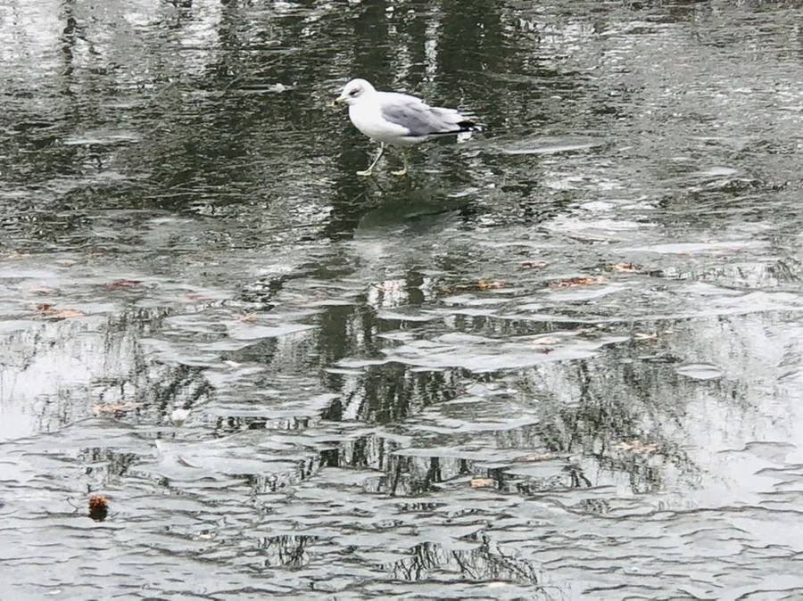 IMG_3169.jpg?type=w966