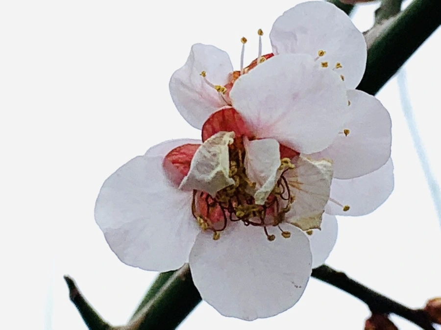 IMG_3658.jpg?type=w966