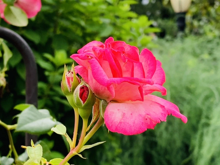 IMG_0409.jpg?type=w966