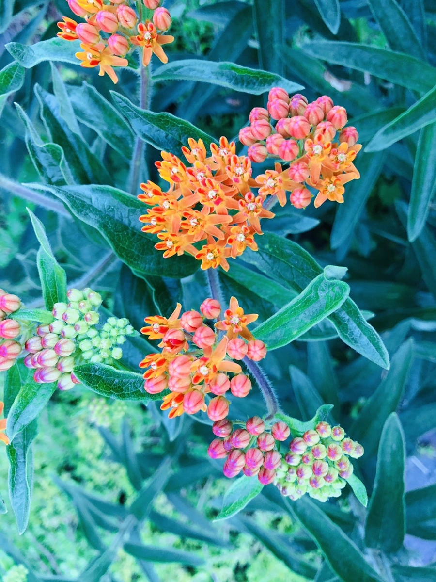 IMG_9381.jpg?type=w966