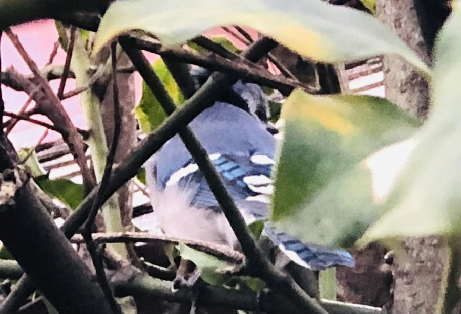 IMG_6347.jpg?type=w966