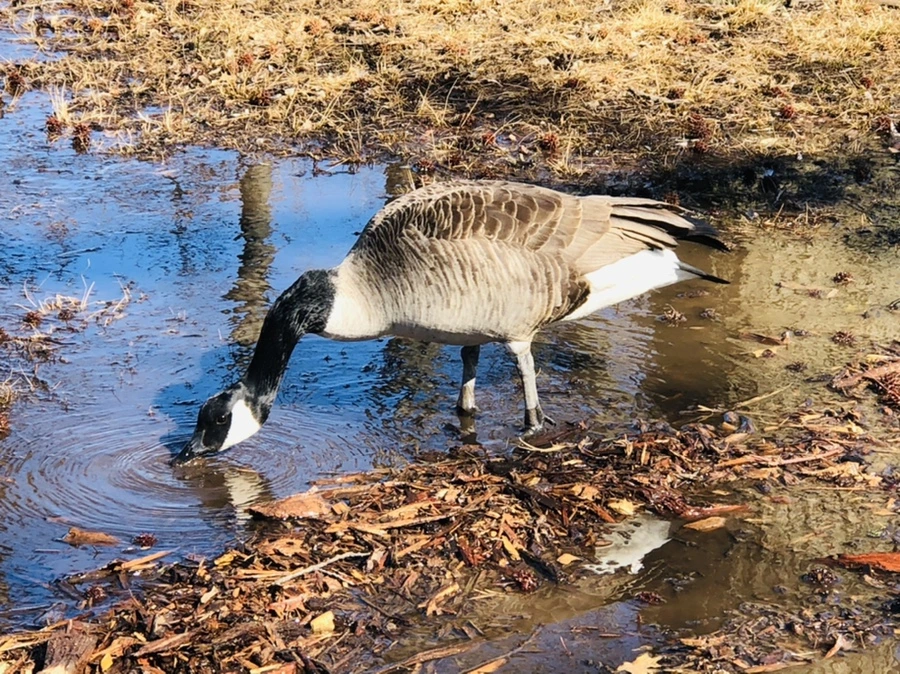 IMG_4976.jpg?type=w966