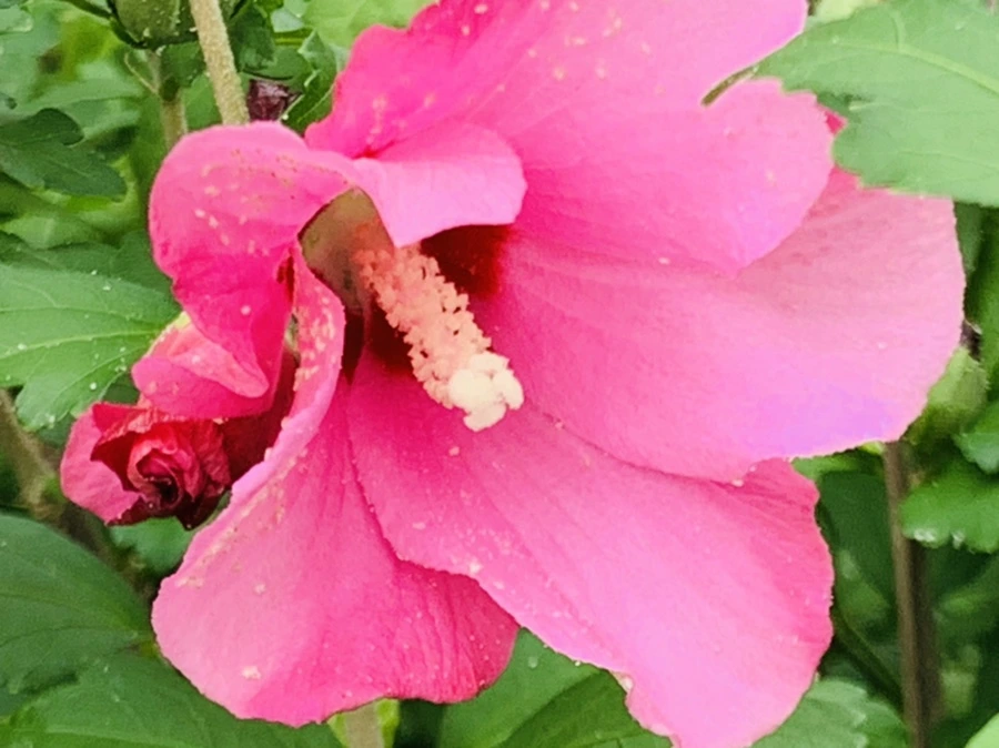 IMG_6011.jpg?type=w966