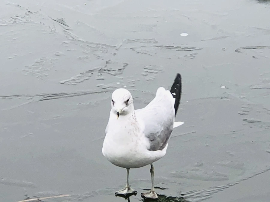 IMG_8963.jpg?type=w966