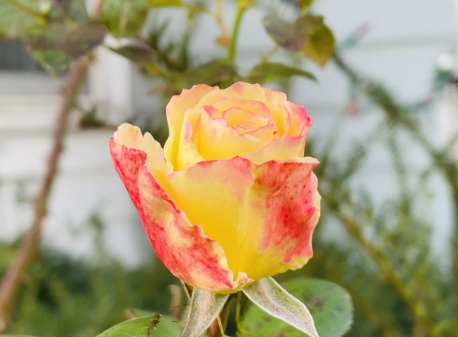 IMG_5949.jpg?type=w966