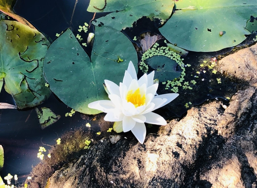 IMG_9123.jpg?type=w966