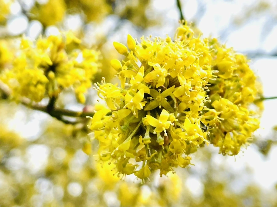 IMG_7505.jpg?type=w966