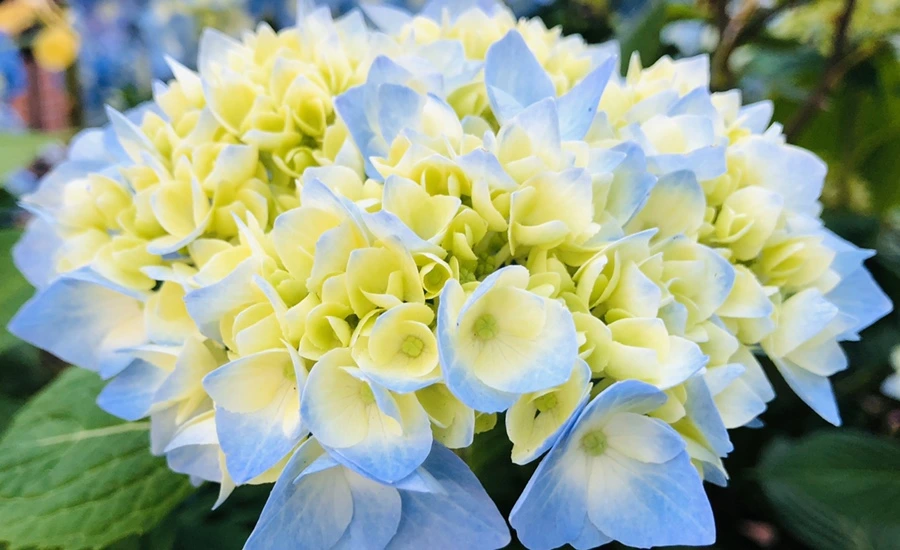 IMG_8641.jpg?type=w966