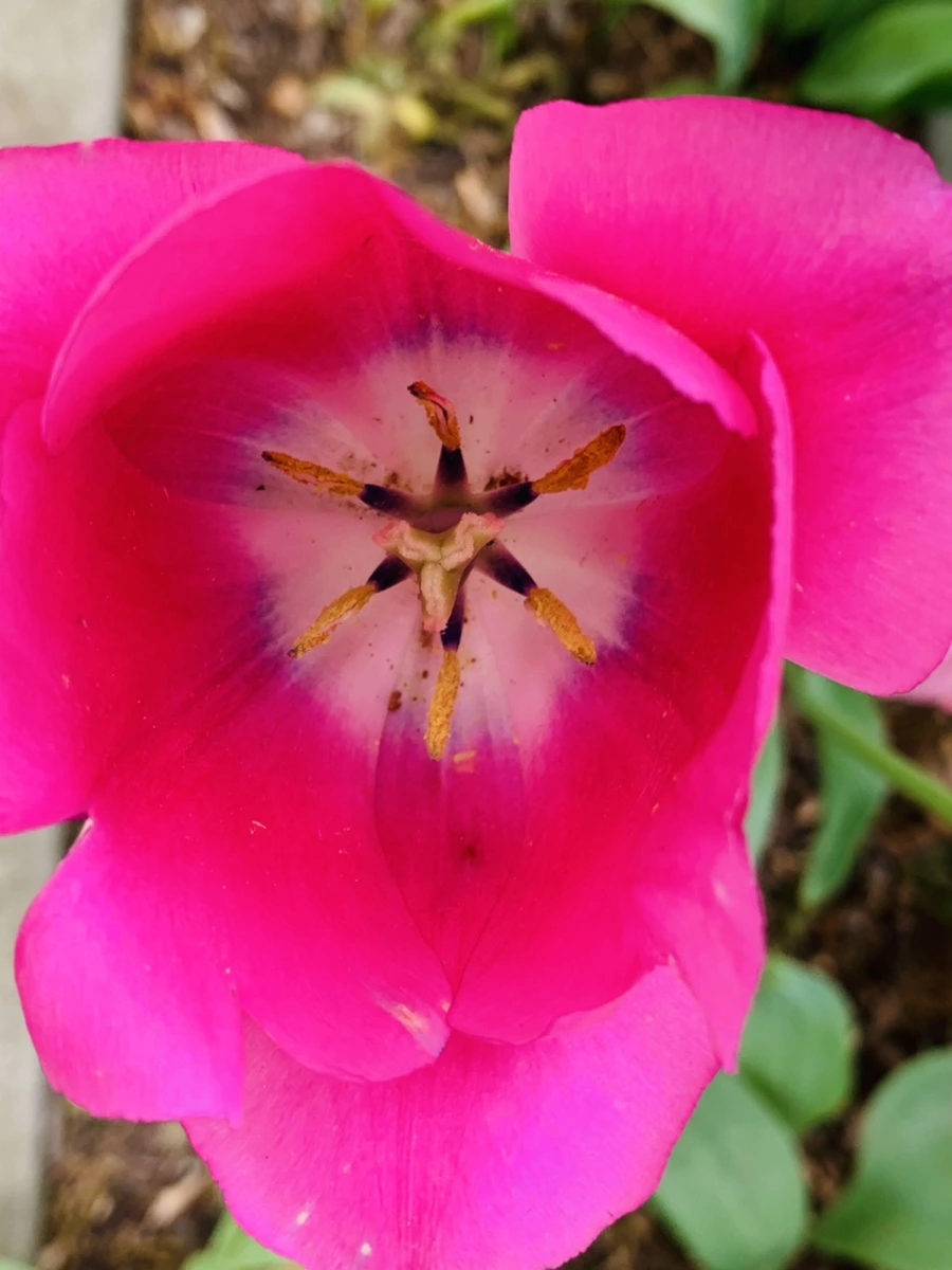 IMG_1306.jpg?type=w966