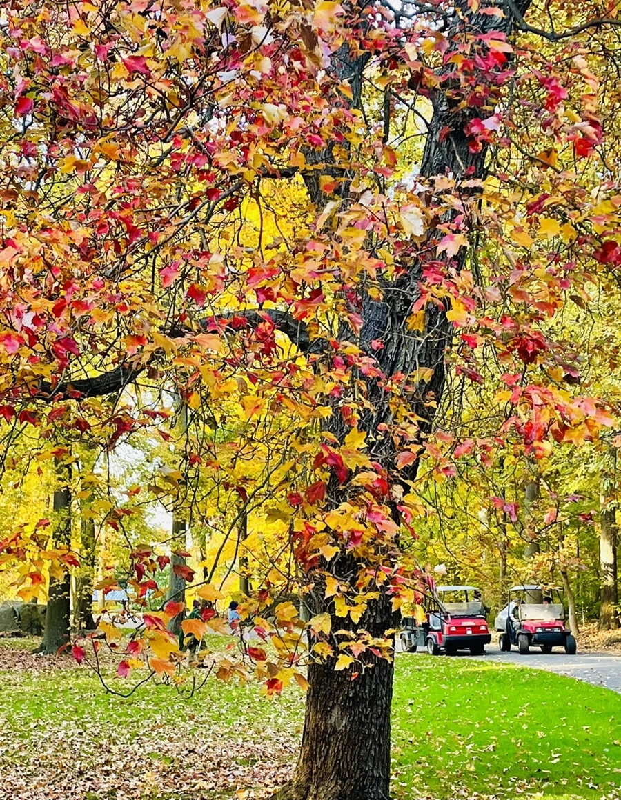 IMG_1852.jpg?type=w966