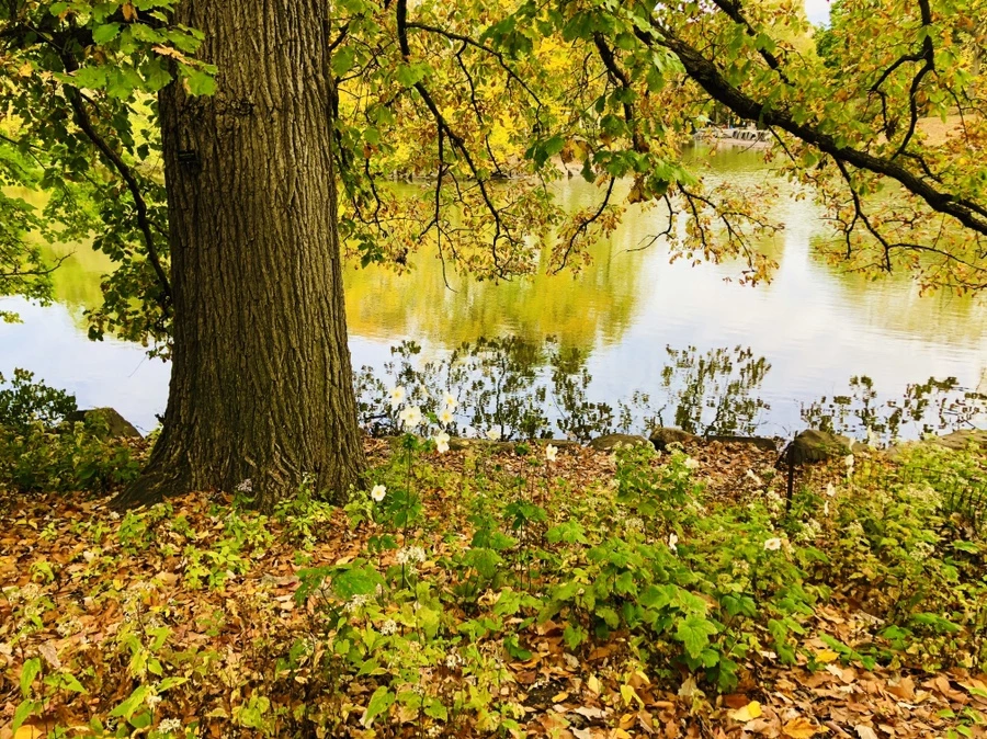 IMG_3039.jpg?type=w966