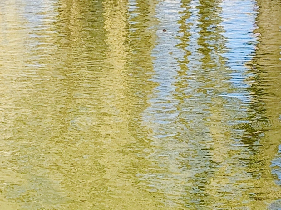 IMG_3082.jpg?type=w966