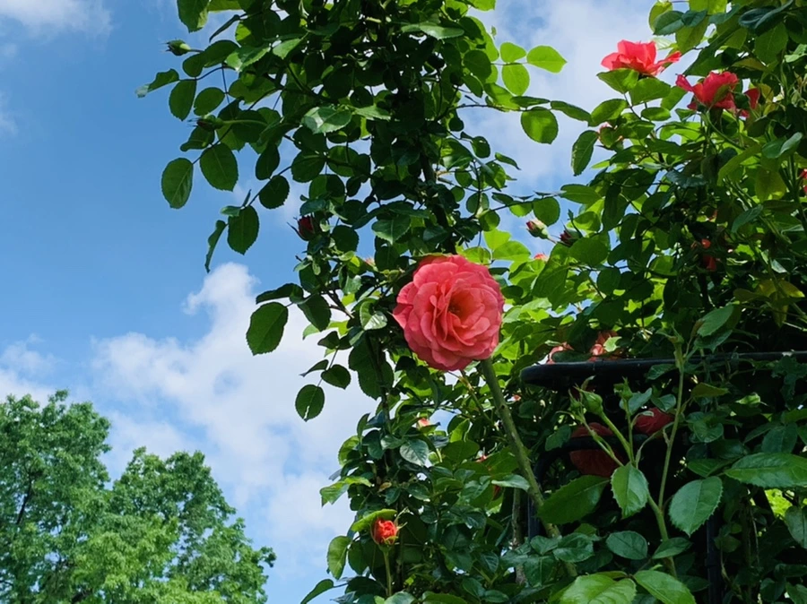 IMG_5772.jpg?type=w966