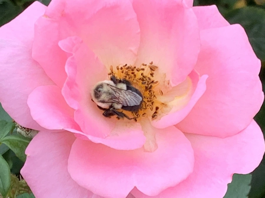 IMG_6306.jpg?type=w966