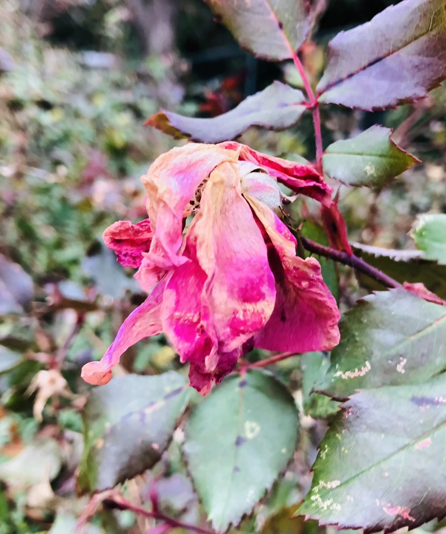 IMG_8001.jpg?type=w966