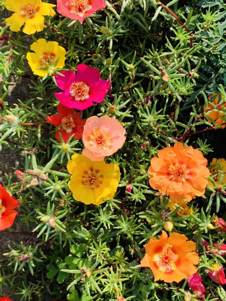 IMG_6659.jpg?type=w966