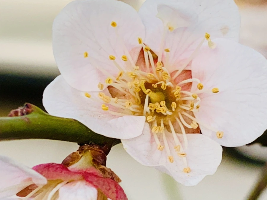 IMG_2782.jpg?type=w966