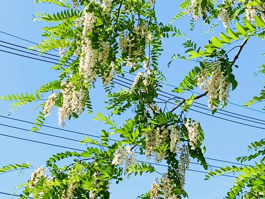 IMG_4720.jpg?type=w966