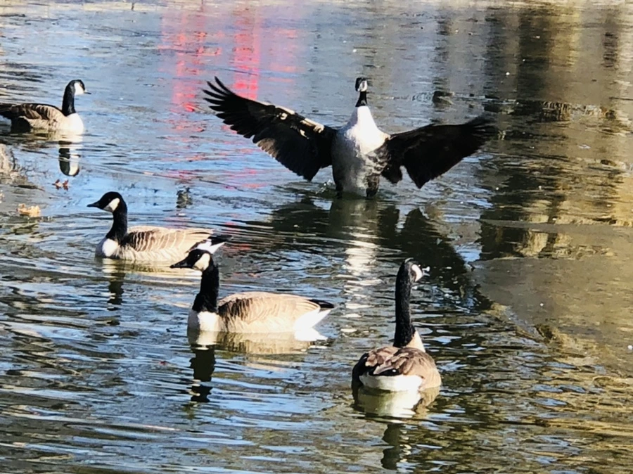 IMG_7772.jpg?type=w966