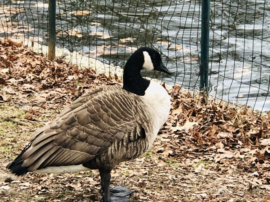 IMG_3943.jpg?type=w966