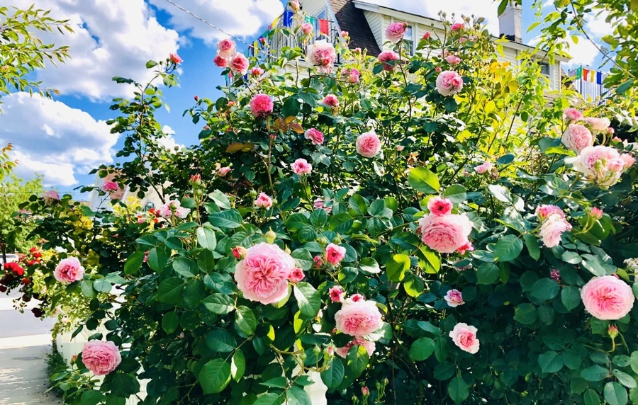 IMG_7642.jpg?type=w966