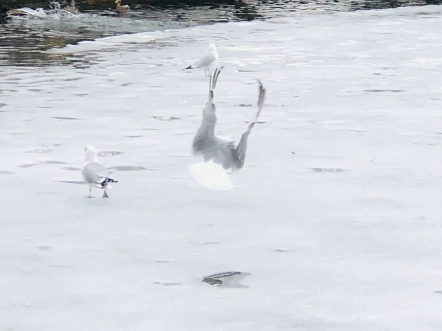 IMG_6335.jpg?type=w966