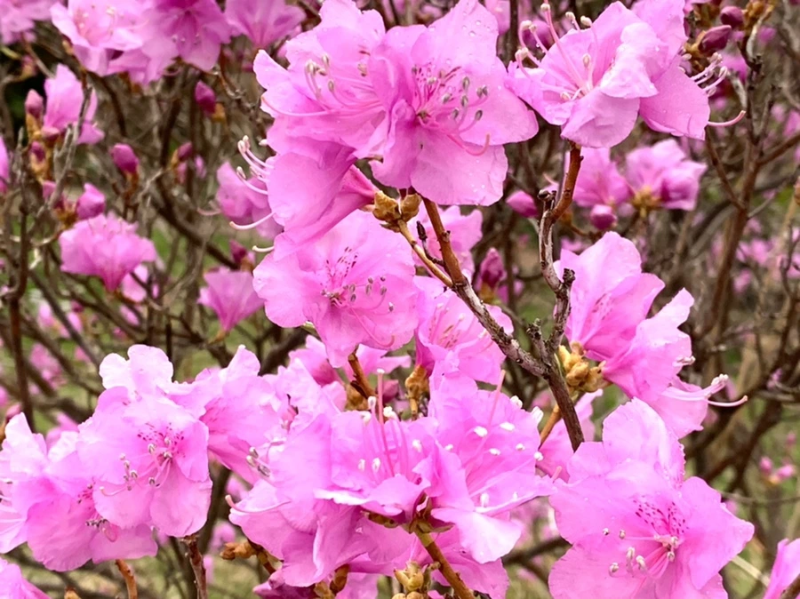 IMG_4788.jpg?type=w966