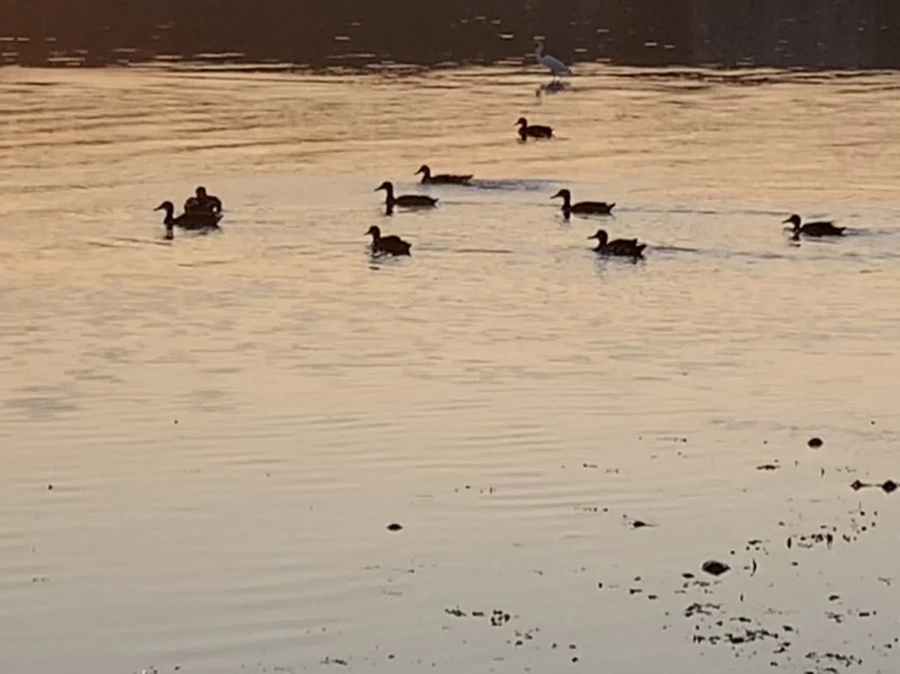 IMG_0188.jpg?type=w966