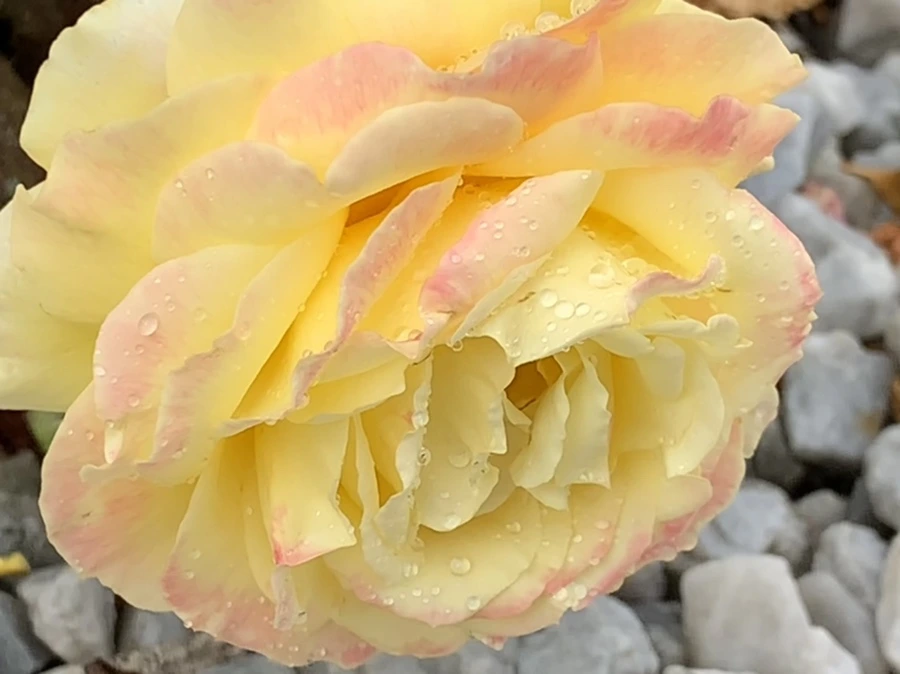 IMG_5688.jpg?type=w966