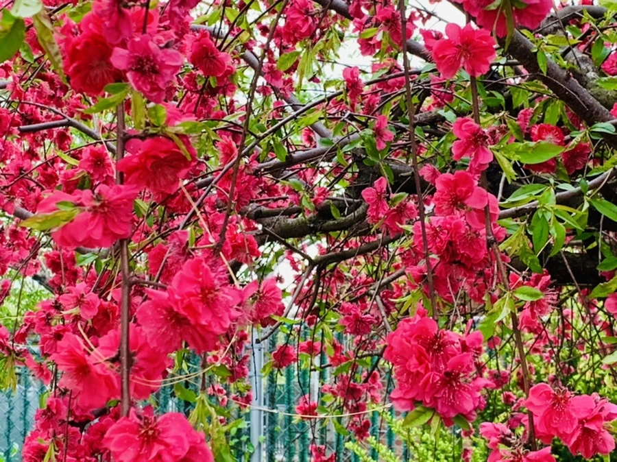 IMG_8072.jpg?type=w966