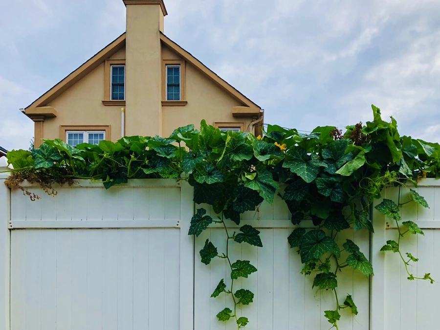 IMG_4150.jpg?type=w966