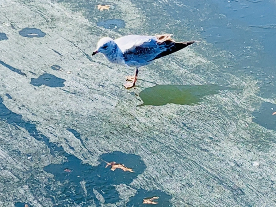 IMG_9035.jpg?type=w966