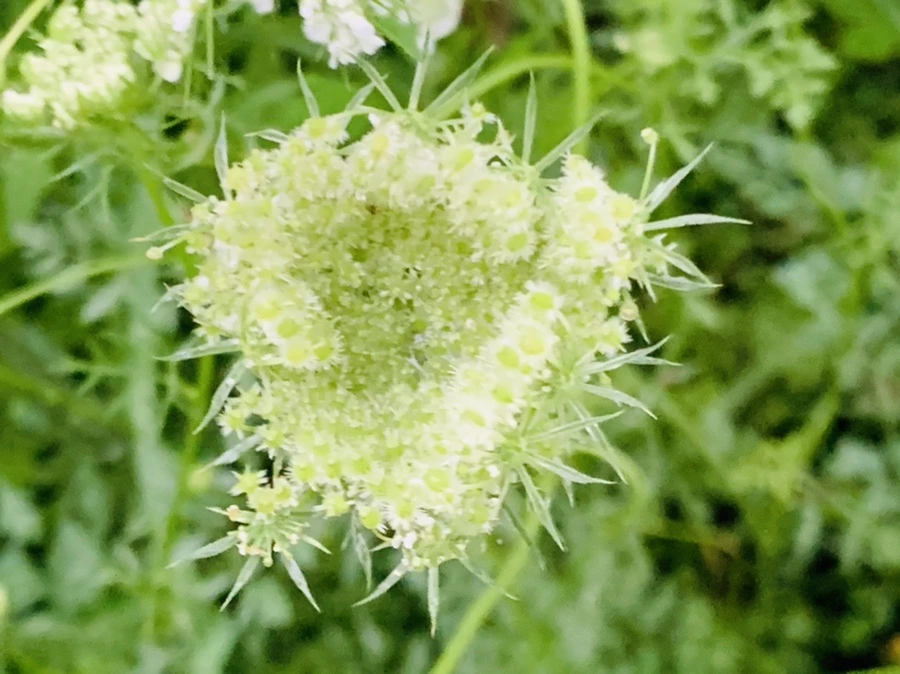 IMG_0778.jpg?type=w966