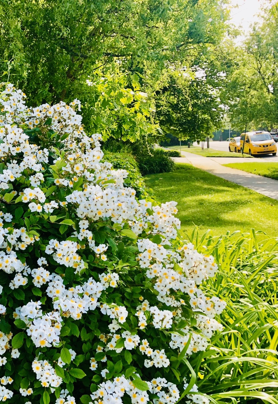 IMG_7471.jpg?type=w966