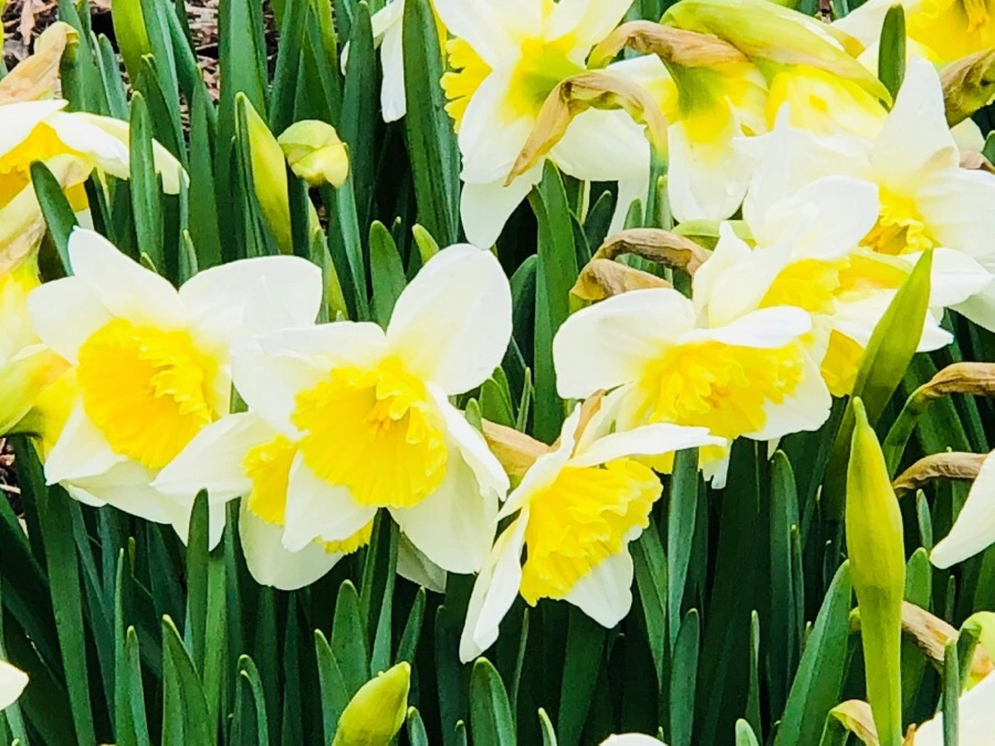 IMG_3825.jpg?type=w966