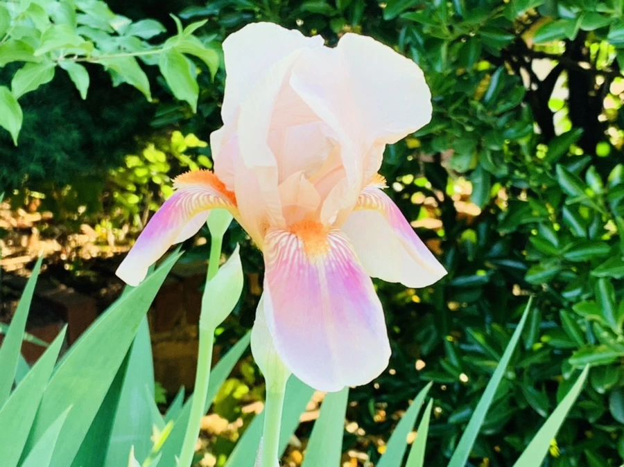 IMG_3481.jpg?type=w966