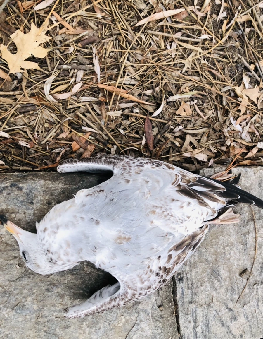 IMG_1929.jpg?type=w966