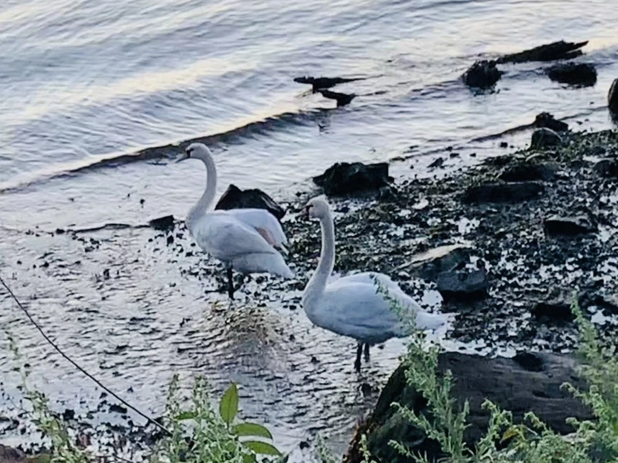 IMG_9464.jpg?type=w966